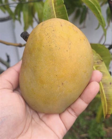 Julie Mango Grow Guide - Tropical Tree Guide