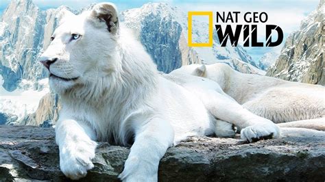 The Rare and Exotic Animals " White Lions"-[HD]National Geographic[Full Documentary] - YouTube