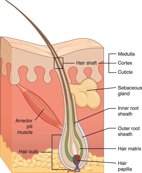 Hair Structure Diagram Milady