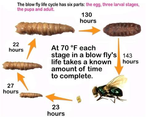 Maggots in Carpet: Eliminating the Issue at the Source