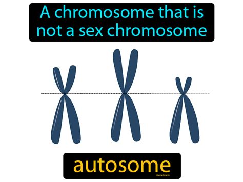 Autosome Definition & Image | Flippy Flashcards