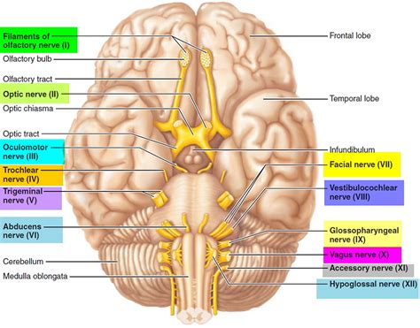 Cranial Nerves Anatomy and MCQs For NEET, SSC, GPAT, Staff Nurse and CSIR NET JRF Exam ...