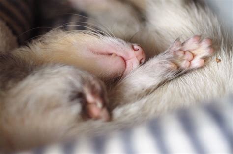 ปักพินโดย Jenn Hoffmann ใน Ferrets