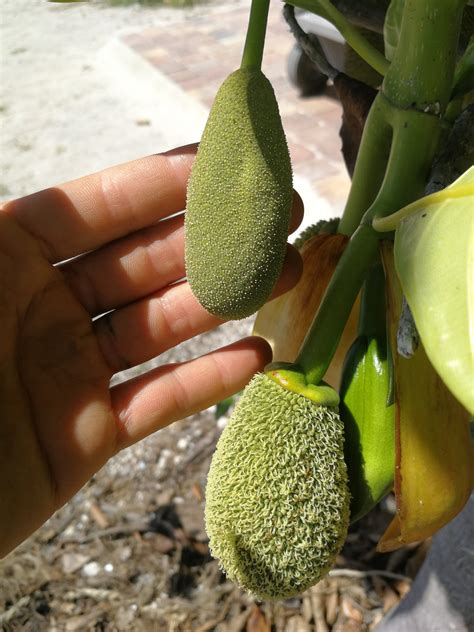 Identifying a male and female Jackfruit inflorescence〡Third Insight Design and Nursery & nursery