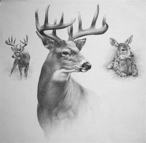 Buck Head Drawing at PaintingValley.com | Explore collection of Buck Head Drawing