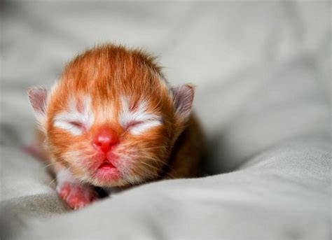 cute,tiny newborn kittens - Kittens Photo (41414118) - Fanpop