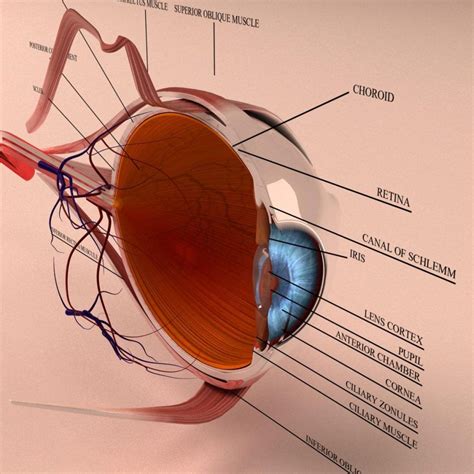 Human Eye Anatomy 3D Model Cross Section