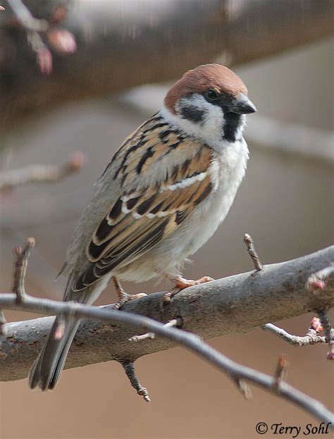 Eurasian Tree Sparrow - Species Information and Photos