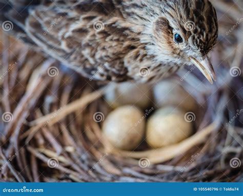 Sparrow with Eggs in the Nest. Stock Photo - Image of real, small: 105540796