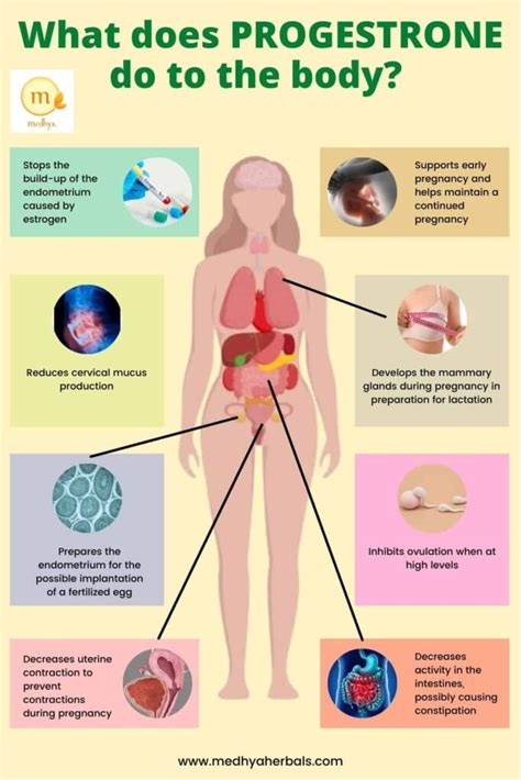 The Top 10 Progesterone Rich Foods to Boost Fertility