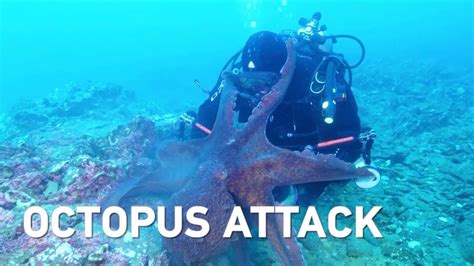 Massive octopus attacks diver, drags equipment through sea - YouTube