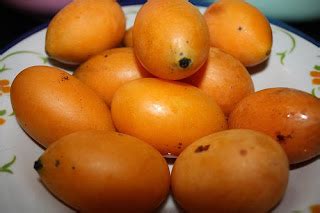 MERPATI PUTIH : Buah Kundang vs Buah Staq...