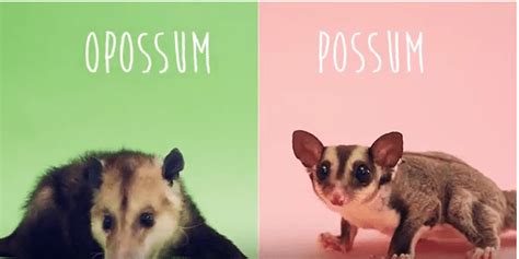 Opossum vs. Possum (Video) - C.S.W.D