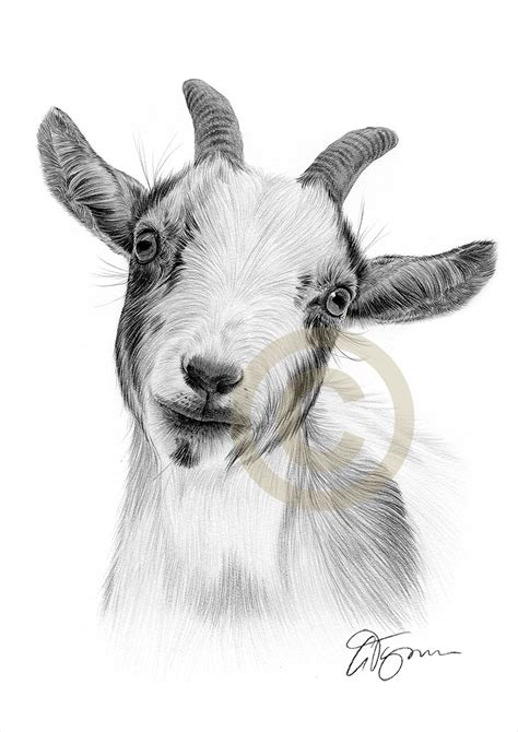 Goat Drawing at PaintingValley.com | Explore collection of Goat Drawing