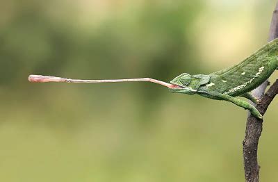 Feeding Your Pet Chameleon (Chameleon Nutrition Basics)