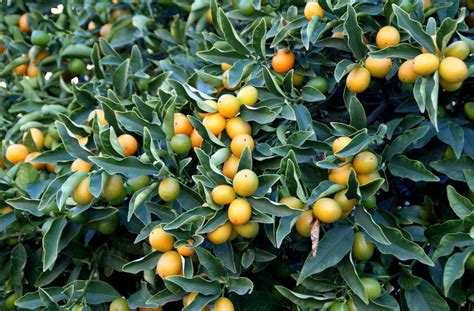 A photo, A thought............: Plant/food: Kumquat tree laden with fruits...........