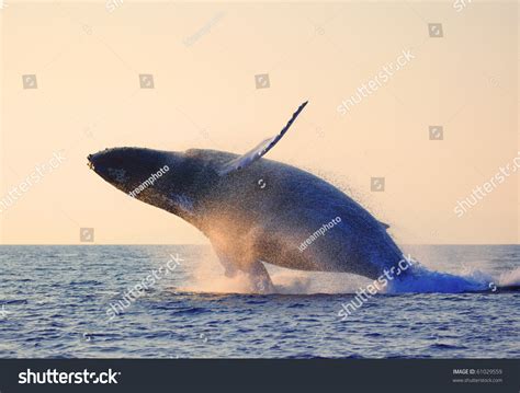 Humpback Whale Breaching Stock Photo 61029559 | Shutterstock