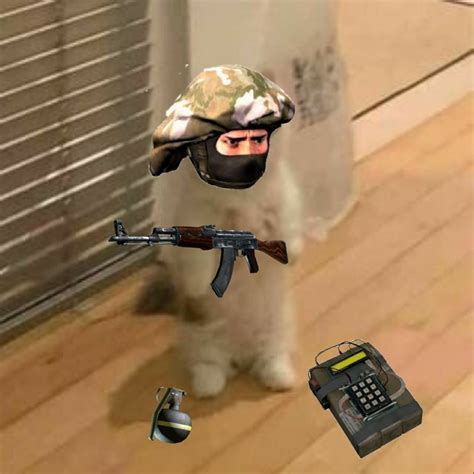 Standing cat meme pfp | Cs go funny, Funny hamsters, Cat memes