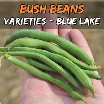 The Best Varieties of Bush Beans to Grow in Your Home Garden | Grow Your Own Garden