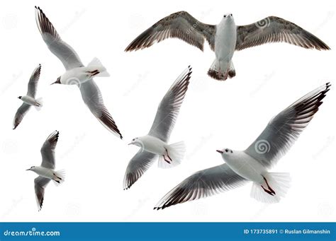 Set of Seagulls Flying Isolated on White Background. Birds Collection Isolated on White Stock ...