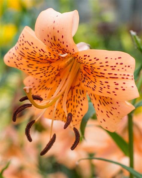 Asiatic Lily Bulbs — Buy Asiatic Lilies online at Farmer Gracy UK