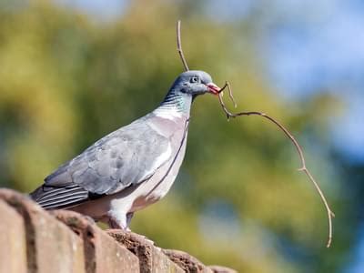 Pigeon Nesting Habits and Behavior: An In-depth Look | Birdfact