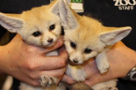 Fennec Fox Baby Pet