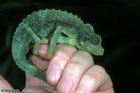 What species of pygmy chameleon is this?? - Dendroboard