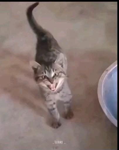 😂 Funny Cat Video | Viral Tiktok Video