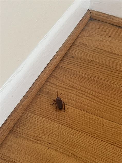 cockroach infestation? : r/pestcontrol