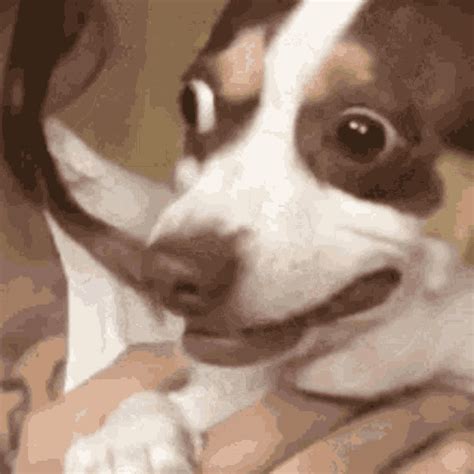 Dog Surprised GIF - Dog Surprised No - Discover & Share GIFs