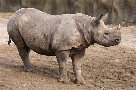 Premium Photo | Black rhinoceros baby