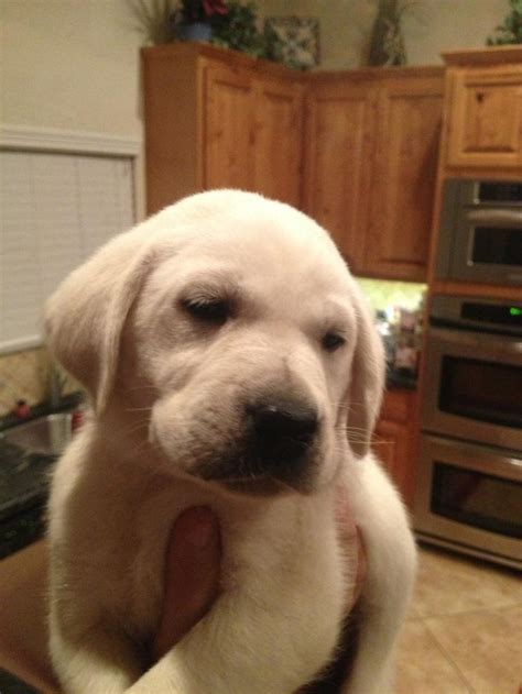 New puppy! English lab