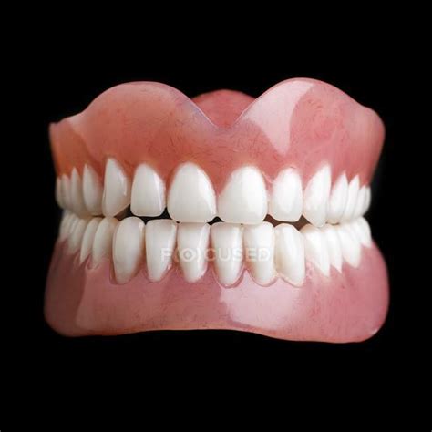 Model of human teeth — dental reference, healthy teeth - Stock Photo | #161673648