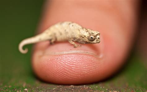 A Cute & Tiny Pygmy Chameleon | Featured Creature