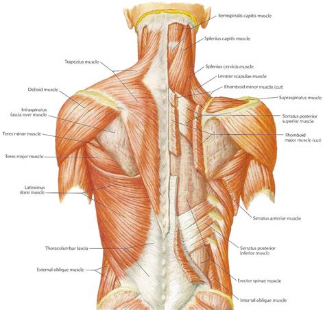 neck muscles diagram - ModernHeal.com