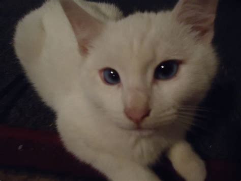 Is my cat albino ? | Cat site, Albino cat, Cats