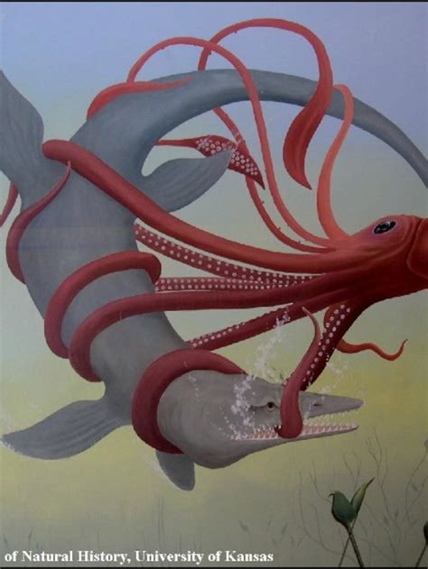 Giant Squid Compared To Colossal Squid