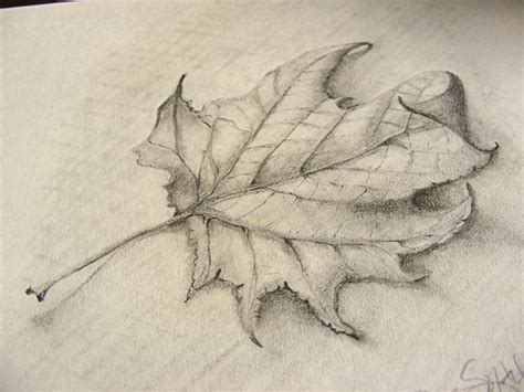 Fall Leaves Sketch at PaintingValley.com | Explore collection of Fall Leaves Sketch