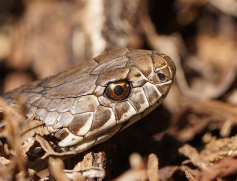 Life Cycle Of A Copperhead Snake