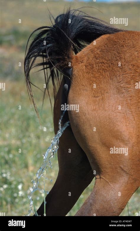 Lusitanian horse (Equus przewalskii f. caballus), urinating mare Stock ...