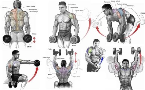 Build a shed: Chest Workout Routine Dumbbells Only