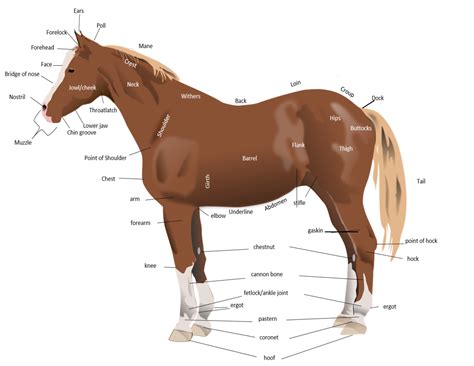 Horse Diagram Without Labels Horses Horse Anatomy