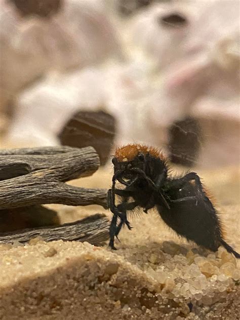 Velvet Ant cleaning her antenna after lunch. : Entomology