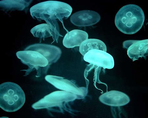 How many Eyes do Box Jellyfish have - How many Eyes does a Box ...