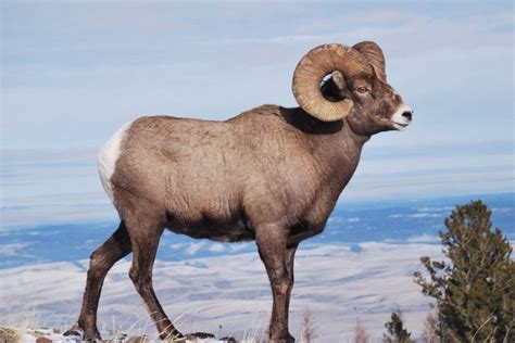 Bighorn Sheep: Majestic Mountain Dwellers