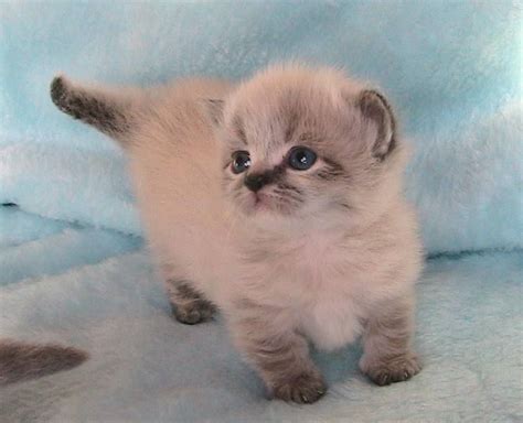 Munchkin Cat Rare Cat Breeds - Dogs And Cats Wallpaper