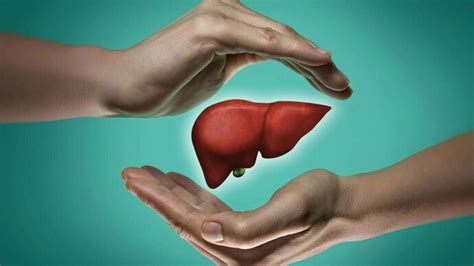 The liver and regeneration | Meer