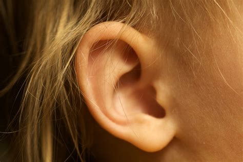 Ear Mites In Humans: Causes, Symptoms, Treatment, Prevention, & More ...