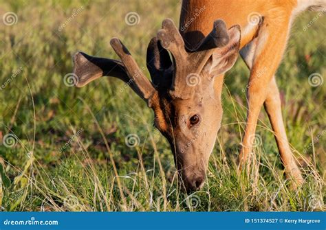 A Large Mule Deer with Velvet Antlers Roaming the Plains Stock Image ...